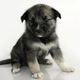 Image for article titled Did the Nazis really have a school for talking dogs?